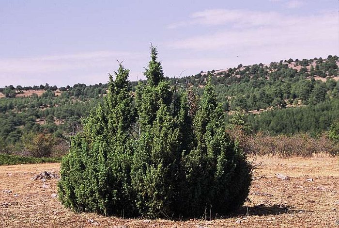 Juniperus communnis subsp. hemisphaerica